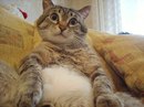 Діана Ставка фотография #32 (источник - https://vk.com/id166687039)