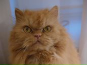 Фотография Лушниковой Маргариты