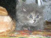 Фотография Сергенюк Виктории