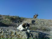 Suphi Ayaoku фотография #3 (источник - https://vk.com/id83001152)