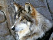 Макс Ильичев фотография #14 (источник - https://vk.com/id45324)