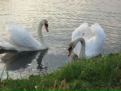 Світлана Маньо фотография #20 (источник - https://vk.com/id19682184)