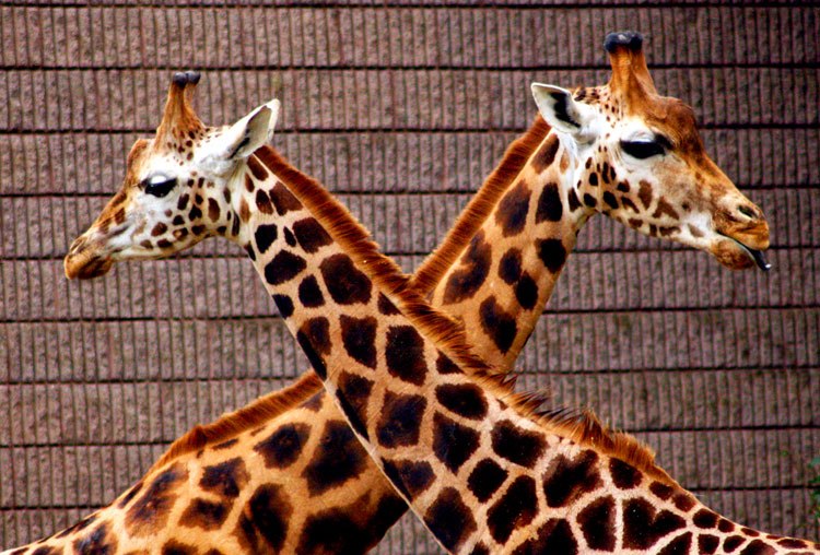 Раиль Иванов фотография #31