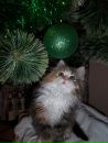 Фотография Котка Владимира