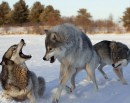 Колёк Зеленков фотография #16 (источник - https://vk.com/id9423884)