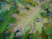 Юля Філь фотография #17 (источник - https://vk.com/id1614437)