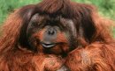 Ape Obstinate фотография #2 (источник - https://vk.com/id4298826)