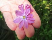 Фотография Хотимской Марины