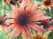 Роландо Екліпсо фотография #21 (источник - https://vk.com/id76102394)