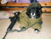 Фотография Соколова Дмитрия