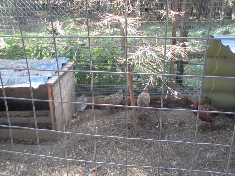 Виктор Крутиков фотография #50