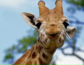 Фотография Ишутиной Катерины