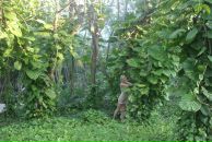 Фотография Leonova Alena