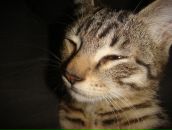 Фотография Волкова Алексея