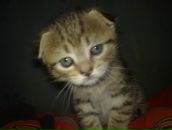 Фотография Смекалова Максима