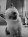 Ілона Брух фотография #31 (источник - https://vk.com/id43881779)