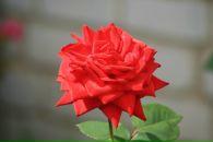 Фотография Чигаевой Екатерины