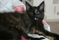 Фотография Чусовой Ксении