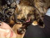 Фотография Шевченко Марии