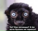 Фотография Стесева Глеба