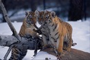 Анічка Сонечко фотография #43 (источник - https://vk.com/id147302548)