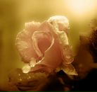 Фотография Гетманской Екатерины