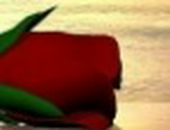 Дарья Сергеевна фотография #7 (источник - https://vk.com/id45900321)