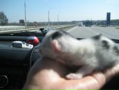 Фотография Трепалиной Ольги