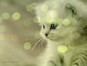 Надійка Морозова фотография #11 (источник - https://vk.com/id73940378)