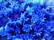 Фотография Голешов Глеб