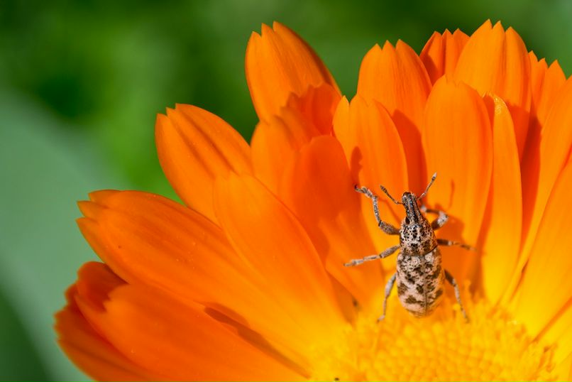 Антон Девяткин фотография #47