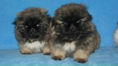 Діана Никнейм фотография #10 (источник - https://vk.com/id140116365)