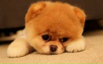 Фотография Ставер Нинель