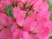 Фотография Прозоровой Марины