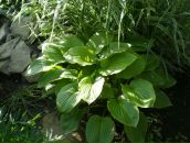 Світлана Шатковська фотография #37 (источник - https://vk.com/id123885154)