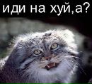 Настена Семенова фотография #7 (источник - https://vk.com/id176258703)