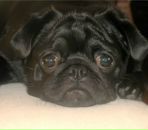 Фотография Хаджевой Надежды