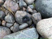 Фотография Мурашко Евгении