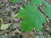 Віталій Панасюк фотография #13 (источник - https://vk.com/id67183575)