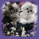 Софійка Горбач фотография #46 (источник - https://vk.com/id160058029)