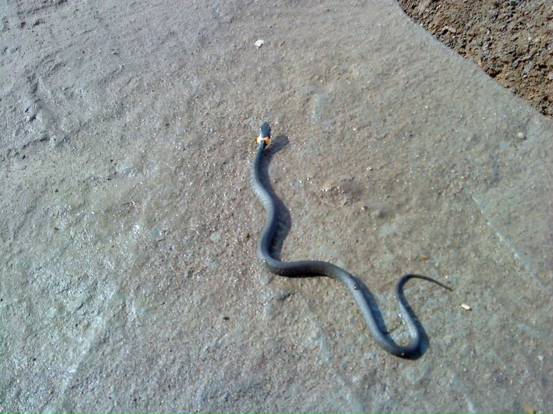 Made Rusha фотография #6