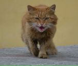 Фотография Шелковникова Кирилла