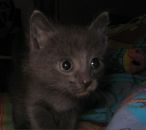 Нэтэли Смитт фотография #14 (источник - https://vk.com/id2980145)