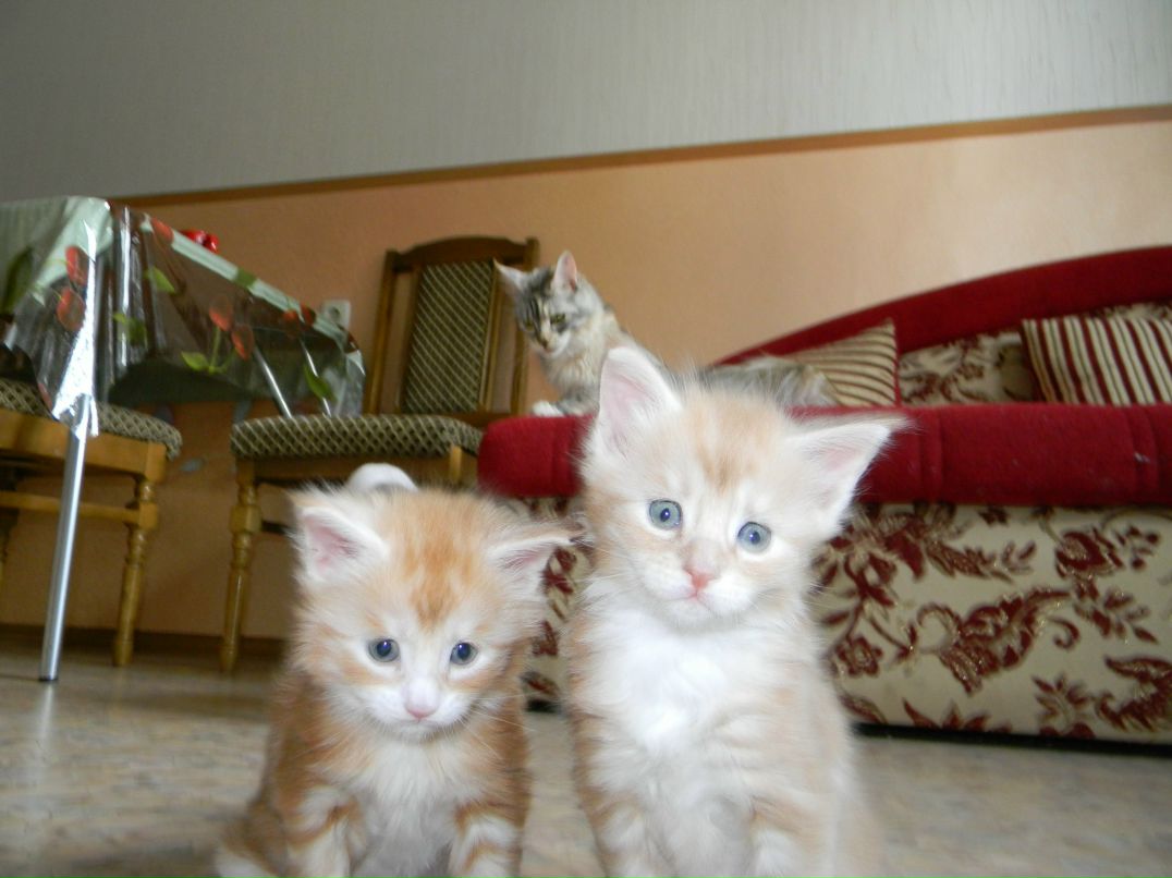 Дмитрий Android фотография #25