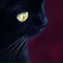 Фотография Лавринов Андрей