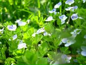 Йосип Орихівский фотография #17 (источник - https://vk.com/id75206946)