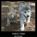 Ренді Ортон фотография #28 (источник - https://vk.com/id157834089)