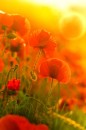 Фотография Пластининой Анны