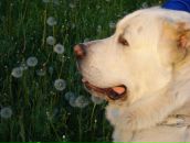 Фотография Ульяниной Аллы