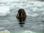 Фотография Кольцова Игоря